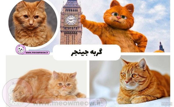 عکس گارفیلد برای پس زمینه