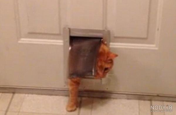 عکس گارفیلد برای پس زمینه