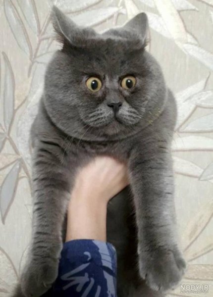 عکس گارفیلد برای پس زمینه