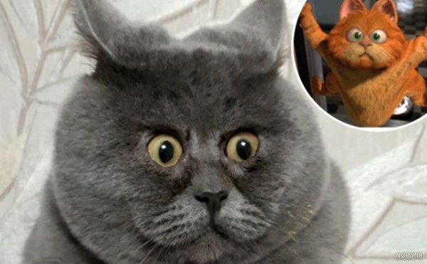 عکس گارفیلد برای پس زمینه