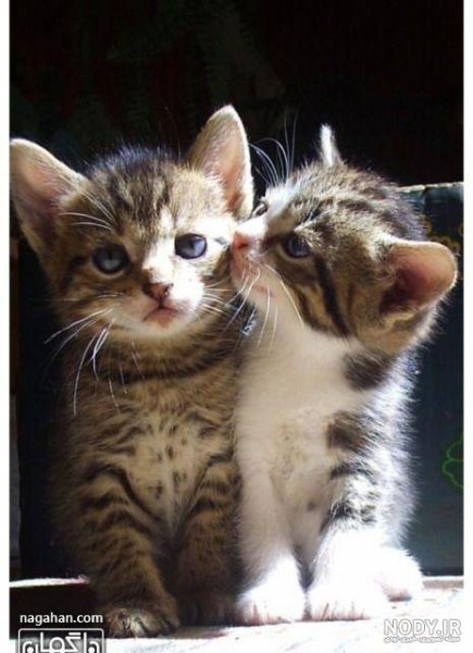  عکس گارفیلد برای پس زمینه