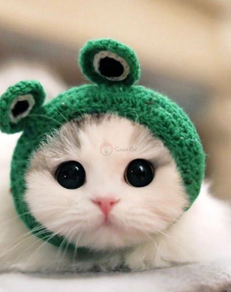  عکس گربه برای پروفایل