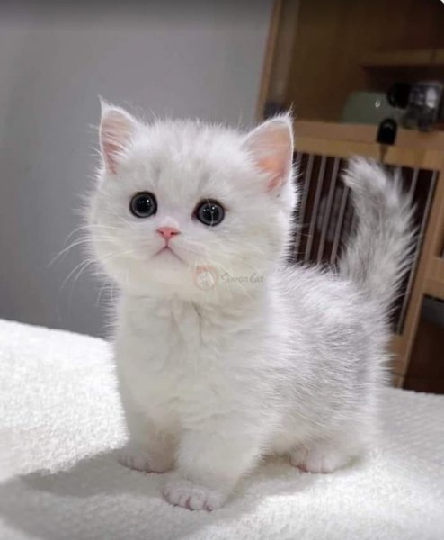 عکس گربه ناز