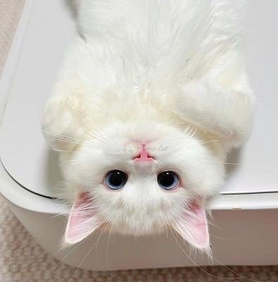  عکس گربه ناز