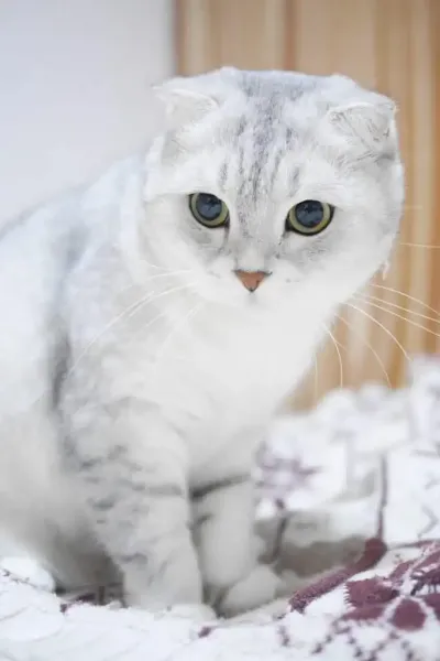  عکس گربه اسکاتیش