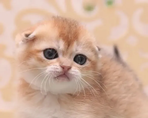  عکس گربه اسکاتیش