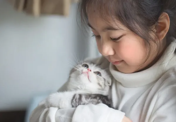 عکس گربه اسکاتیش سفید