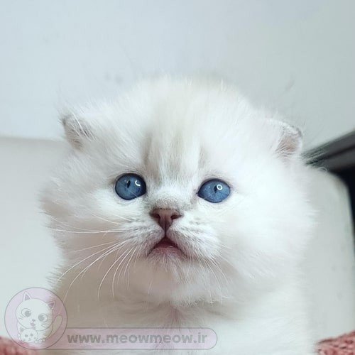  عکس گربه اسکاتیش سفید