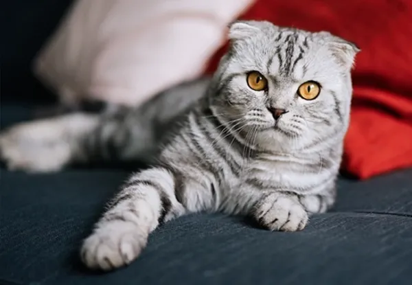  عکس گربه اسکاتیش سفید