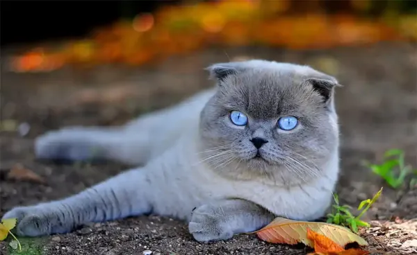  عکس گربه اسکاتیش سفید