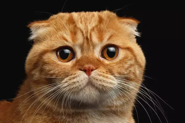  عکس گربه اسکاتیش گلد