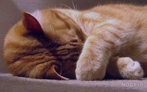  عکس گربه ای که قهر کرده