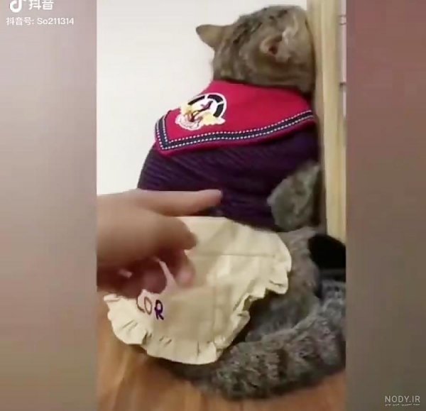  عکس گربه ای که قهر کرده