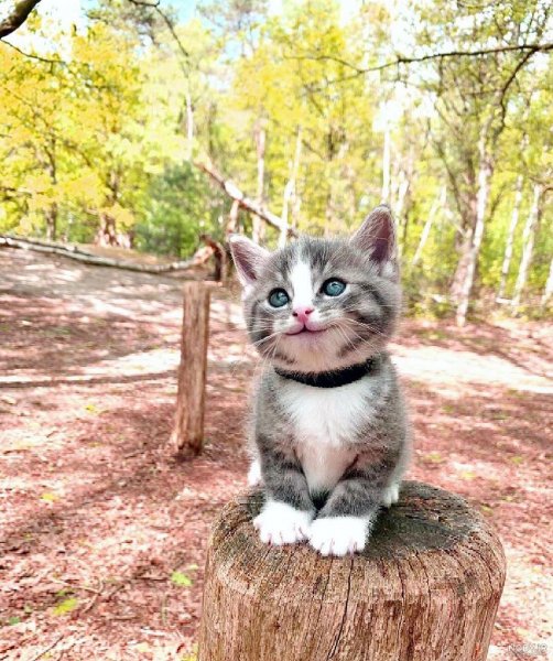  عکس گربه ای که قهر کرده