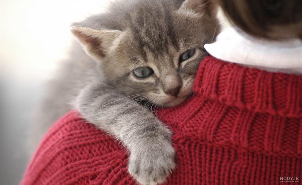  عکس گربه ای که قهر کرده