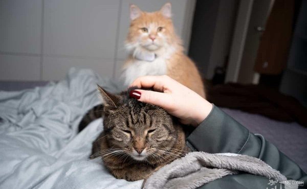  عکس گربه ای که قهر کرده