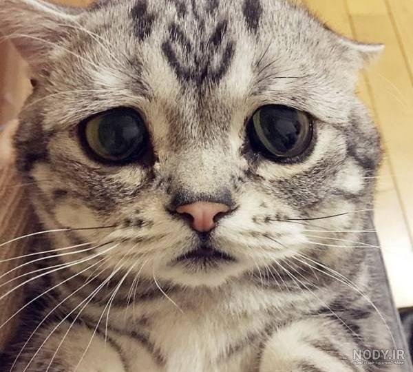 عکس گربه ای که گریه میکنه