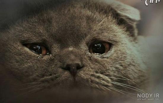  عکس گربه ای که گریه میکنه