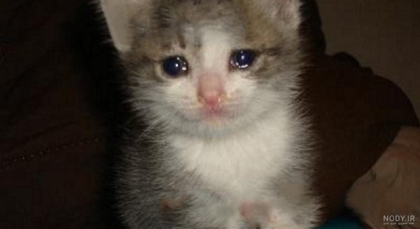  عکس گربه ای که گریه میکنه