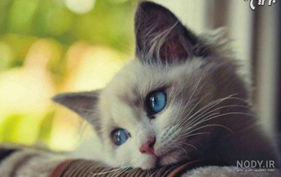  عکس گربه ای که گریه میکنه