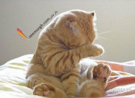  عکس گربه ای که گریه میکنه