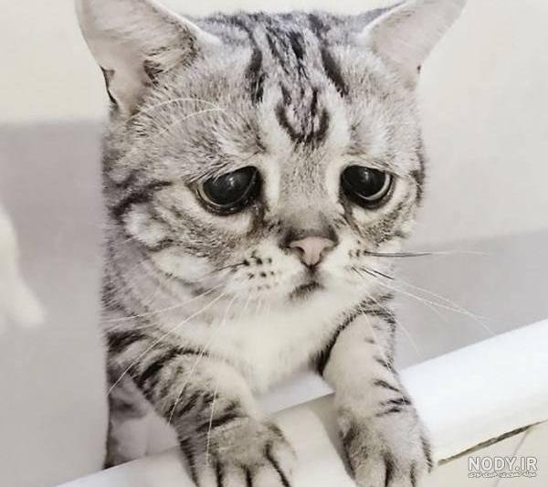  عکس گربه ای که گریه میکنه