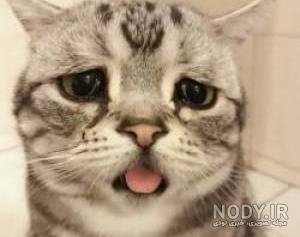  عکس گربه ای که گریه میکنه