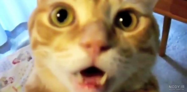  عکس گربه ای که گریه میکنه