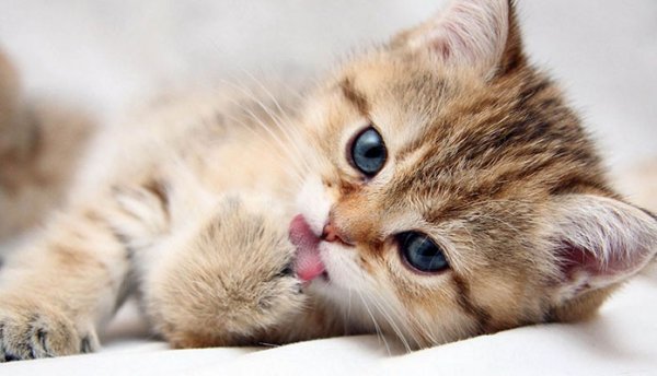 عکس گربه اسباب بازی