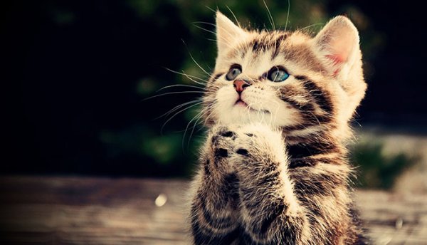  عکس گربه اسباب بازی