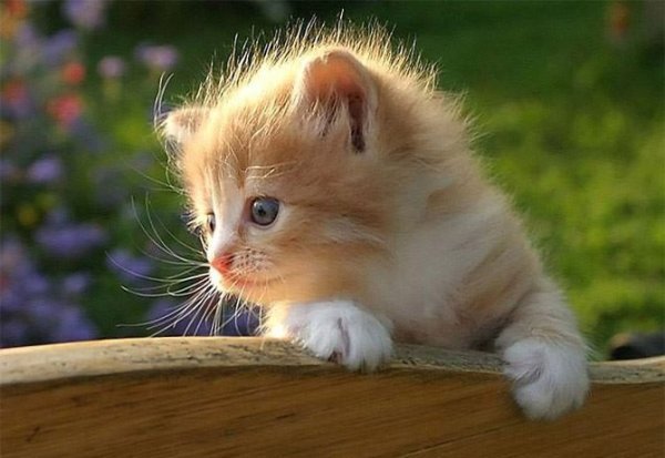  عکس گربه اسباب بازی