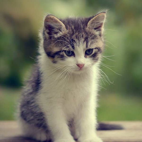 عکس گربه اخمو