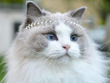  عکس گربه اخمو