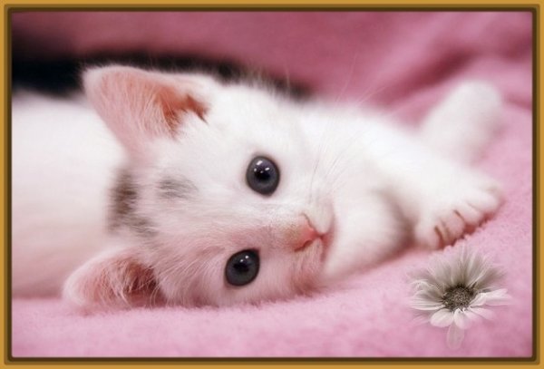  عکس گربه اخمو