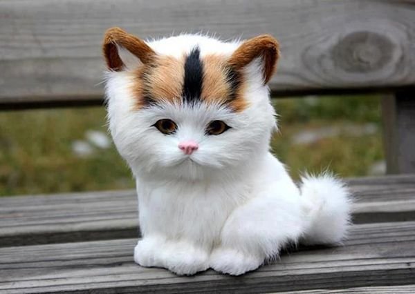  عکس گربه اخمو