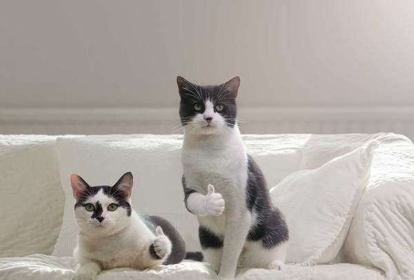  عکس گربه اخمو