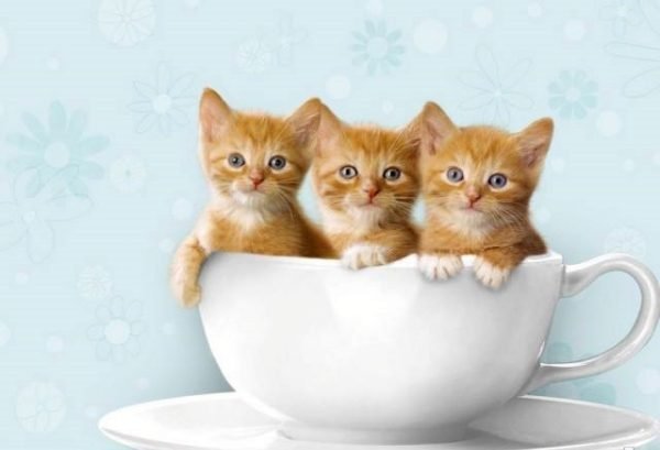  عکس گربه اخمو