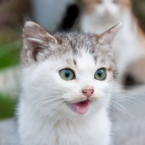  عکس گربه اخمو
