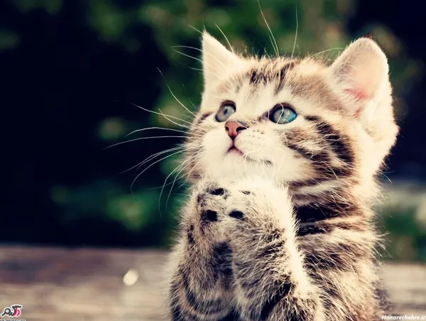 عکس های گربه