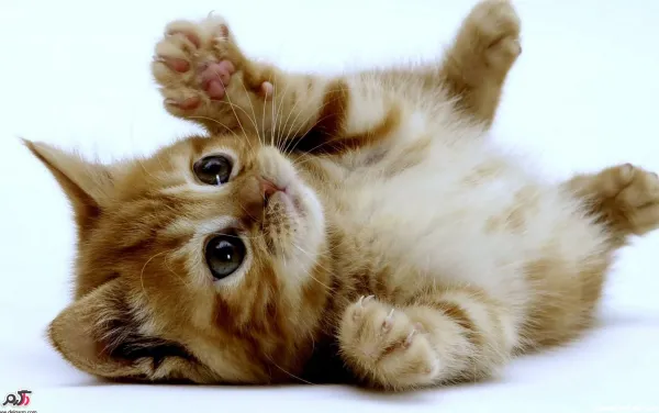  عکس های گربه