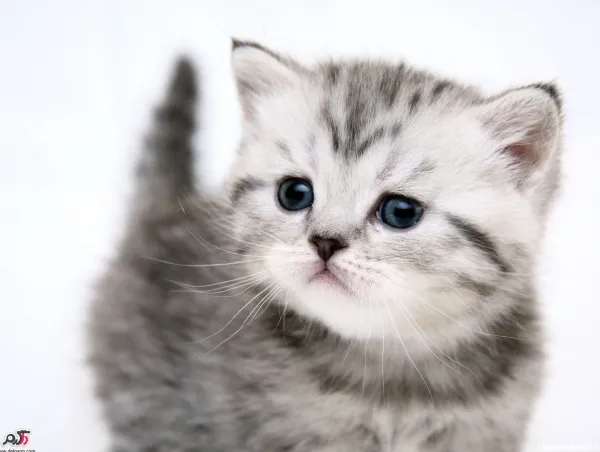 38 عکس گربه بامزه