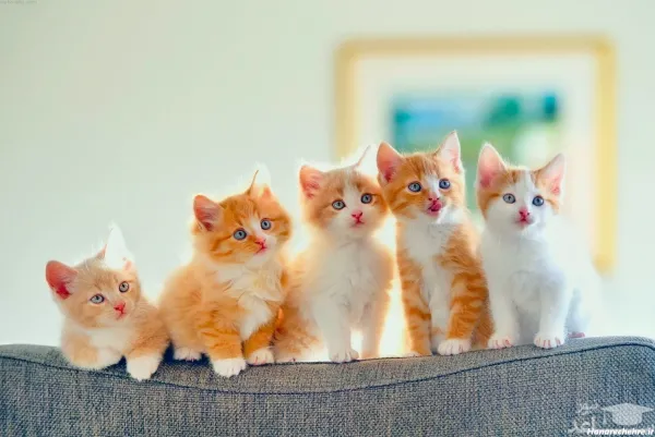  38 عکس گربه بامزه