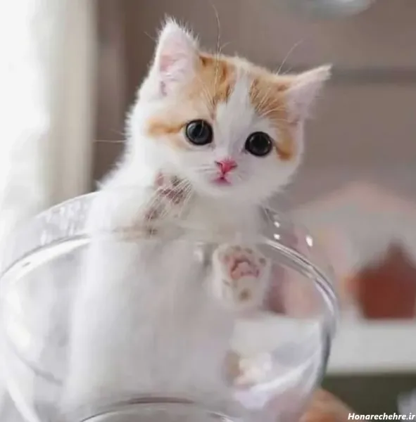  38 عکس گربه بامزه