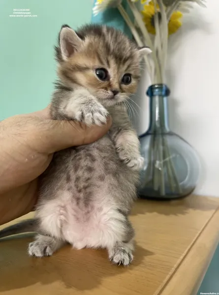  عکس گربه برای تصویر زمینه