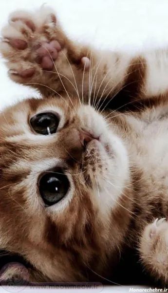 24 عکس گربه گوگولی برای پس زمینه