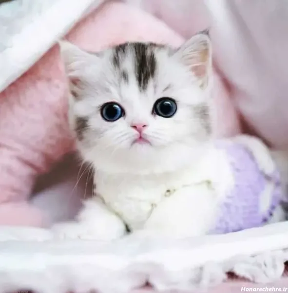  24 عکس گربه گوگولی برای پس زمینه