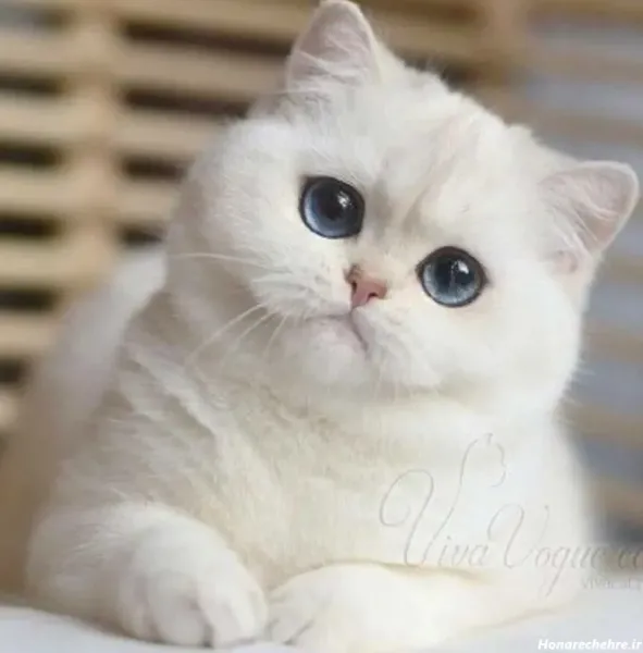  24 عکس گربه گوگولی برای پس زمینه