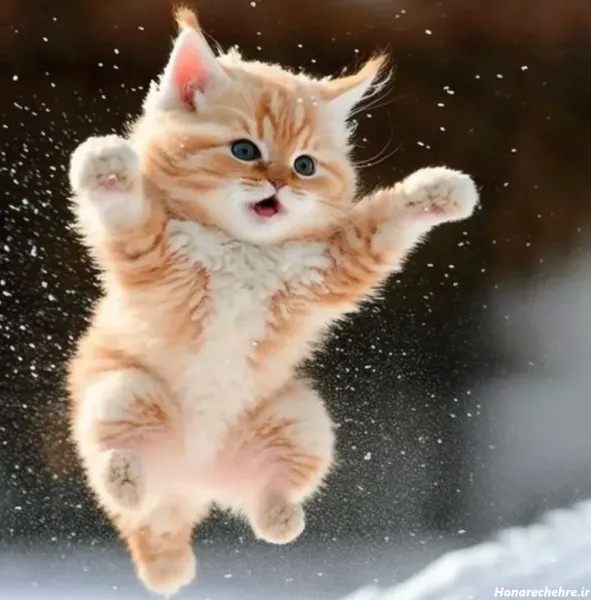  24 عکس گربه گوگولی برای پس زمینه