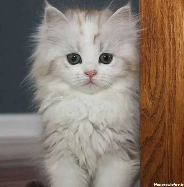  24 عکس گربه گوگولی برای پس زمینه