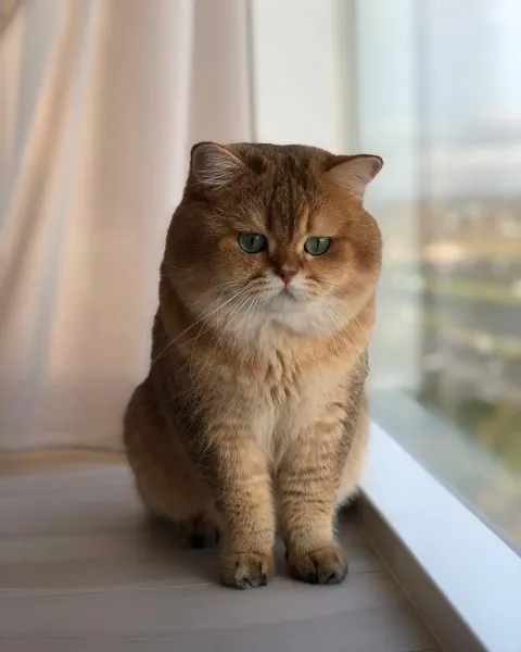  عکس گربه بریتیش